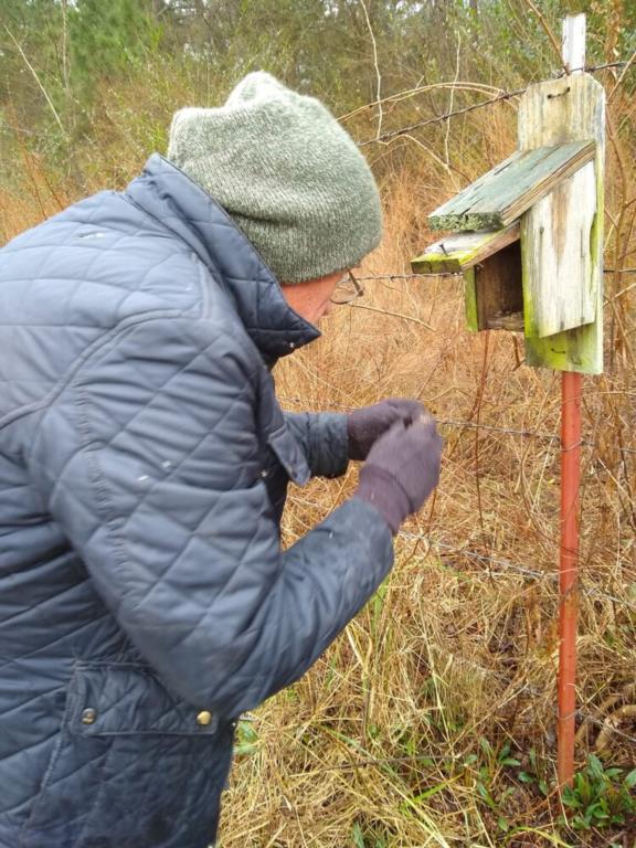 Cleaning Bluebird Boxes