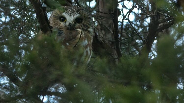 Saw-whet Owl photo by Mitchell Pruitt