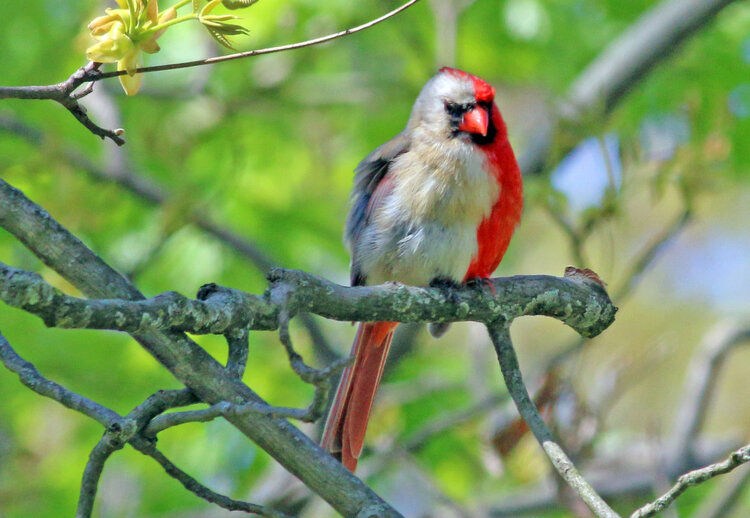 Bicolored Cardinal