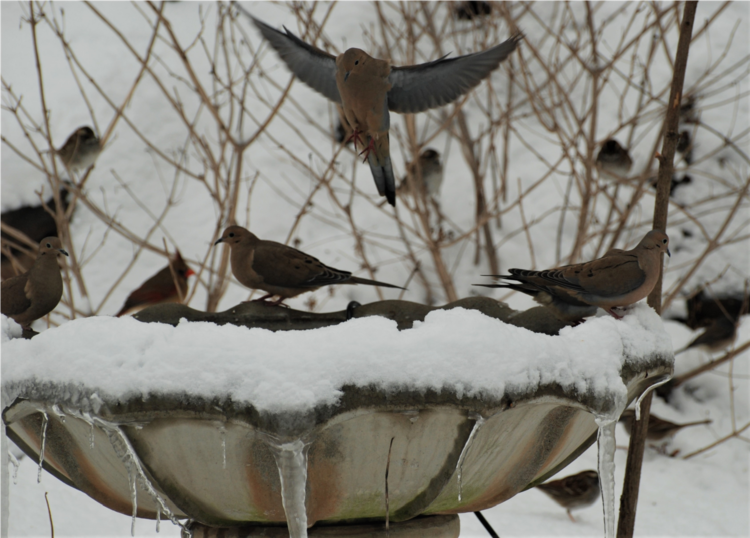 Mourning Doves at My Bird bath Where Water Is Heated With A Bird Bath Heater While Other Birds Wait Their Turn